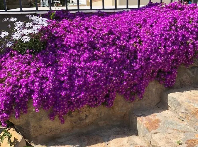 فيلة Bouganvilla توسا ذي مار