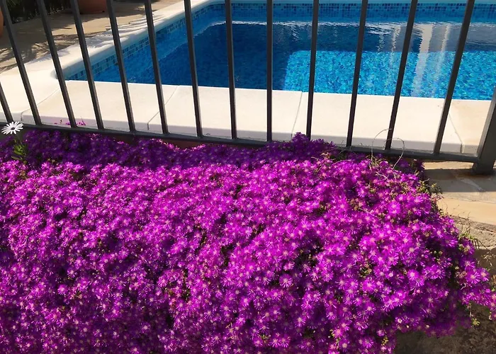 فيلة Bouganvilla